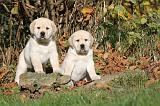 LABRADOR 290